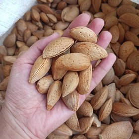 فروش عمده و کیلویی انواع بادام تازه اصفهان و چهارمحال – کیفیت ممتاز صادراتی و ارگانیک